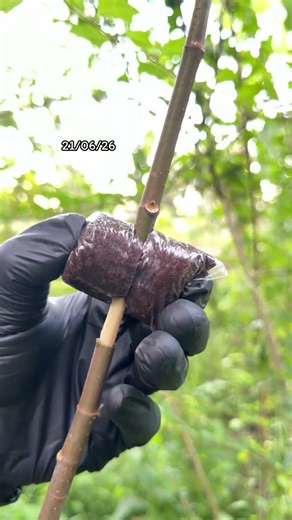 Air layering with water technique “ปอทะเล“ #bonsai #airlayering #gardening #nature #盆栽