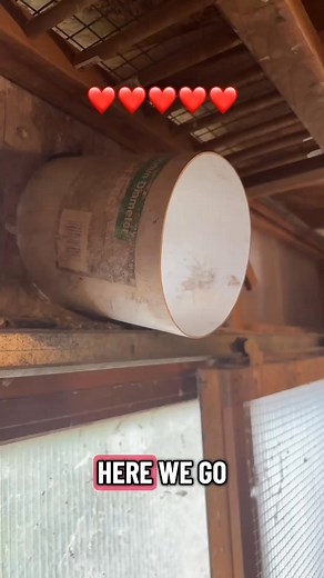 594K views · 14K reactions | Dream | SkyRacer - Pigeon Racing | Facebook