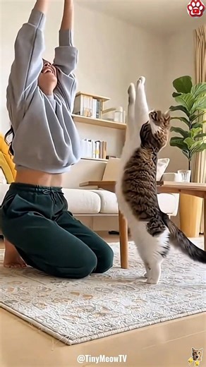 Funniest Cat Fails 2026 | Cute Kittens #catshorts #funnycats #catsofyoutube