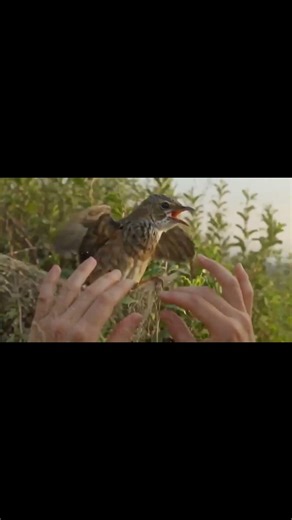 I Found a Bird Tangled in a Net… I Had to Help #AnimalRescue #BirdRescue #RealLifeMoments