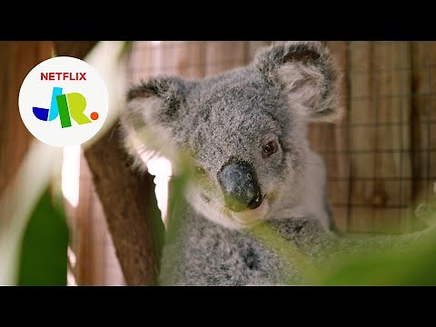 Releasing Muffin + Cinderella Back Into the Wild 💕 Izzy’s Koala World