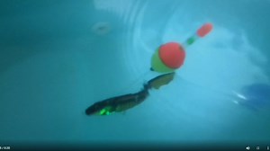 Watch Robotic motorized fishing lure with propeller and Led light on Amazon Live
