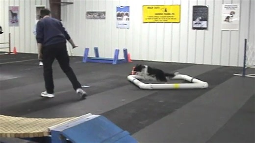 UKC dog agility back in the early 2000s had a number of unique obstacles. Some of them survive today. I've been copying my old videos from CD to the cloud and made a short video showing most of them. They were fun to teach and you can see that style of agility was more sedate than we have today. Update: just remembered at the advanced levels there was tape on the floor around the weaves and pause box (table too?) about 6' away and the handler couldn't cross the line (like a gamble line). Also as