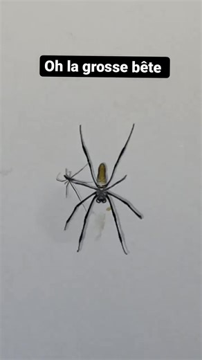 Exploring the Fascinating World of Giant Spiders in the Wilderness