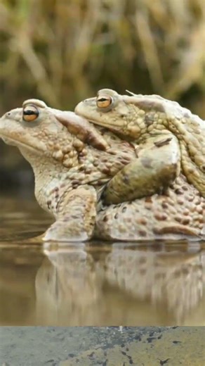 தவளை || frog #tamil #uyirkal #animallife #shorts