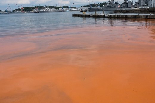 Red Tide Information Guide: Signs, Symptoms & Risks - American Oceans