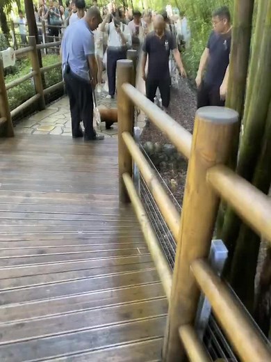 cute redpanda on TikTok