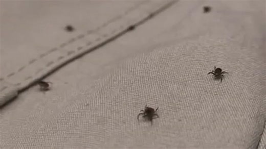Going outside a tick prone area? Here's what to wear to protect yourself from ticks.