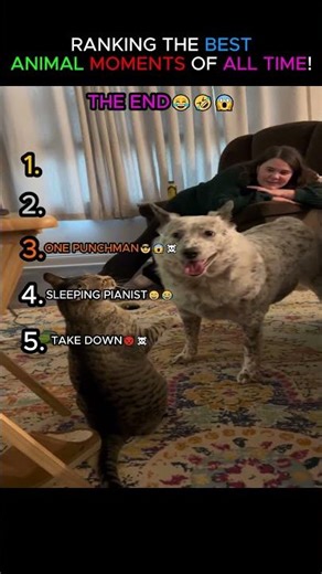 RANKING BEST ANIMAL MOMENT OF ALL TIME!