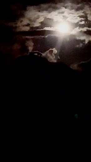 矢沢永吉ドラマ『アリよさらば』のエンディングテーマ