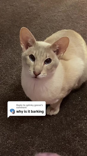 Understanding Siamese and Oriental Cats' Unique Sounds