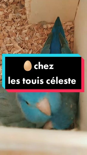 Élevage de touis célestes et leurs surprises