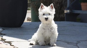 Cruel: Instagrammer puts pet dog in washing machine, all to get more followers | Cruel: Instagrammer puts pet dog in washing machine, all to get more followers