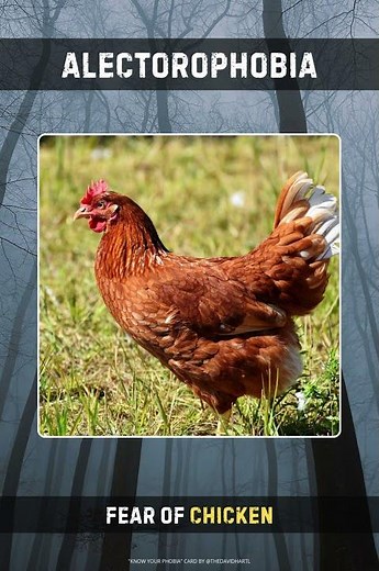 Alectorophobia 🐔 | Fear of Chickens | #knowyourphobia