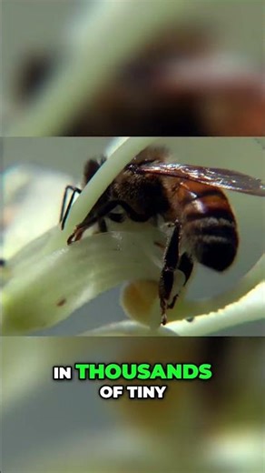 How Bees Use Dance to Communicate