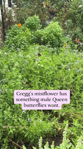 Why Queen Butterflies Swarm This Plant