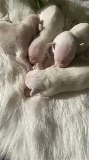 Schnauzer Miniatura recién nacidos 🐶🤍 | Sus primeros días de vida