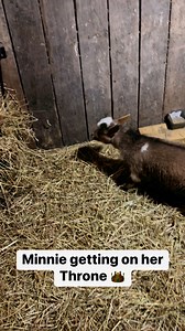Miss Minnie knows the good spot for sure! #farmlife #minigoats #reelsvideo | Clutch of Color LLC
