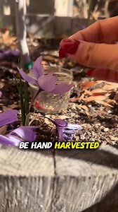 Saffron is the world’s most expensive spice. It is easy to grow and can be grown almost anywhere #Saffron | Shesrootedhomesaffron