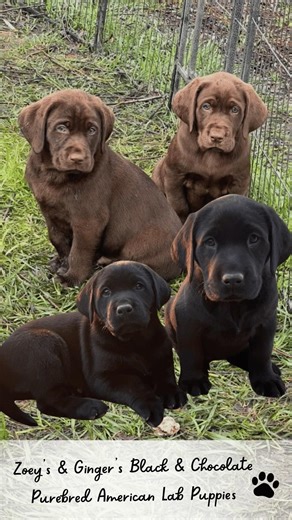 Ginger's & Zoey's Chocolate & Black Lab Puppies from Marble Mountain Kennels! #labpuppies