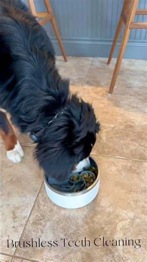 Easier Dog Dental Care