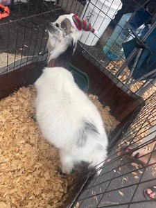 I love goats 🫶#love #goats #animals | Diana M Francis