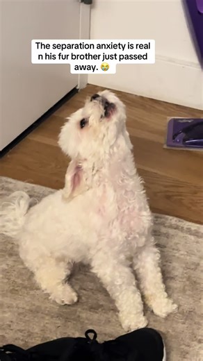 I feel so bad 😭. #howling #howlingdog #doggrief #dogsoftiktok | dog