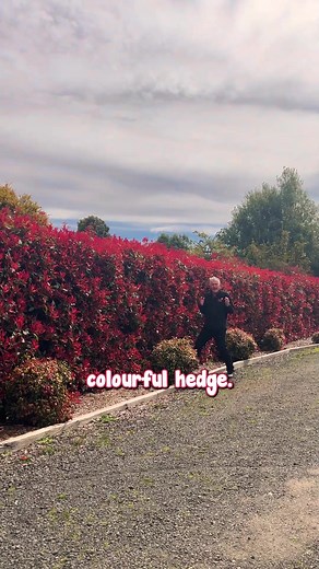 Hello Hello Plants Nursery on TikTok