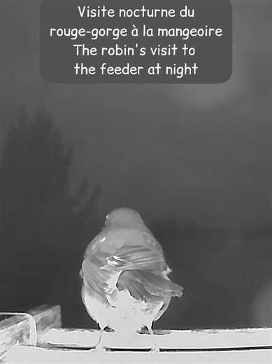 Visite nocturne du rouge-gorge à la mangeoire / The robin's visit to the feeder at night Le rouge-gorge vient la nuit picorer un peu. Il a peut-être de petites fringales ? 🤔😂 📷 3 au 19 décembre 2025 #rougegorge #birdfeeder #nightlife #robin #nature