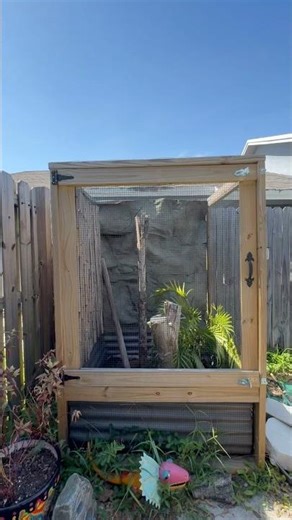 Outdoor Frilled Dragon Enclosure #frillednecklizard #frilleddragon #lizard #lizards #reptiles #fyp