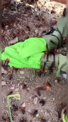 How to Handle Giant Hornets Safely #gianthornets #wildliferescue #hornetnestremoval
