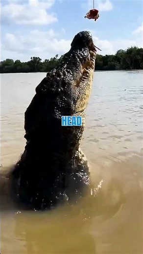 Wild Otters vs Caiman: Nature's Unexpected Battle