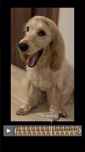 歌がうますぎる犬【オペラ】【魔笛】