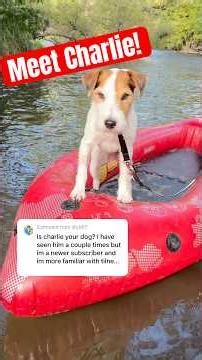 The most frequent recurring character on the Lottie & Tilney show 🤣 #dogs #jackrussellterrier