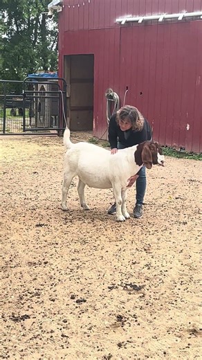 Goat Love! Getting used to the loving touch of JSJ to balance Body/Mind/Spirit! #jsjforpets #energy