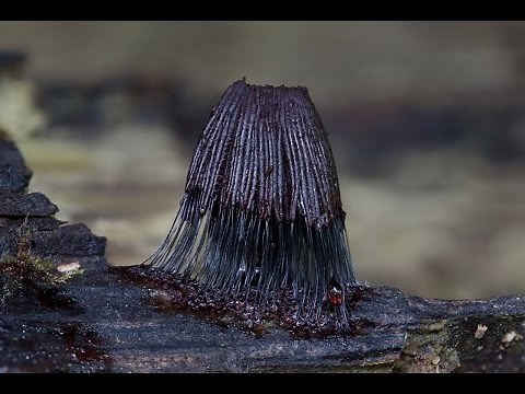 Stemonitis (Slime Mold) growth stages