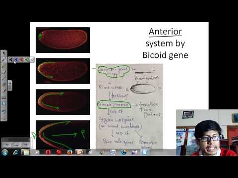Drosophila development