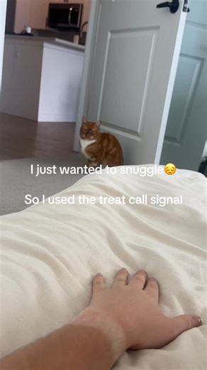 StrawberryandBean on Instagram: "#cat"