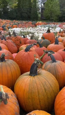 Kristen in Minnesota on Instagram: "It’s time for some Minnesota love! Minnesotans are not fair-weather fans of our state! Experience four seasons of gorgeous places around Minnesota in 15 seconds. #exploremn #onlyinmn #exploreminnesota #onlyinminnesota #twincities #twincitiesmn #minneapolismn #stpaulmn #donorthmn #duluthmn #grandmaraismn"