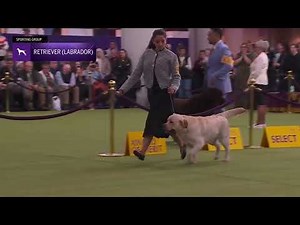 Labrador Retrievers | Breed Judging 2026