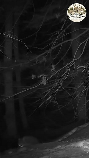 Raccoon Walking Back Up the Hill from the River | Trail Cam