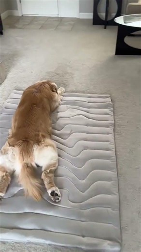 Summer Vibes Cooling Mats for Pet