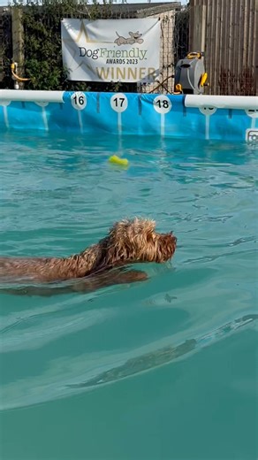 Cavapoochon Selby diving in by himself for the first time, so proud of him 🐾💦💕🇬🇧 | Canine Dip and Dive Maldon