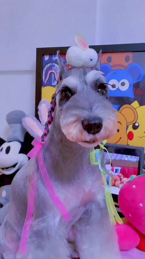 Cute Miniature Schnauzer Haircut Tutorial
