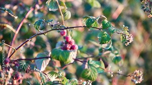 Rubus idaeus (European red raspberry to distinguish it from other raspberry species) is red-fruited species of Rubus native to Europe and northern Asia