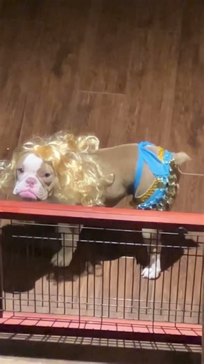 A Shakira workout 🏋🏻‍♂️ 🐶