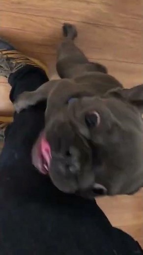 Dog Mounts On Their Owner's Leg - 1285506