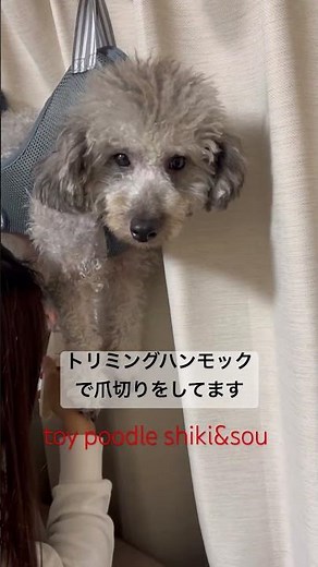 #ハンモック#トリミング#トイプードル#shorts
