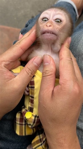 The father helps his baby monkey remove the poison from its mouth.😘