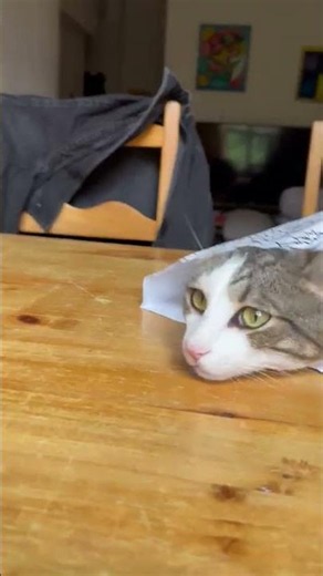 Home Cute Cat Sleeping in a Bag 🐱❤️ #cat #cats #cutecat #shorts #viral